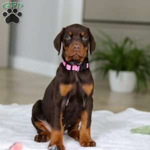 Jewel, Doberman Pinscher Puppy